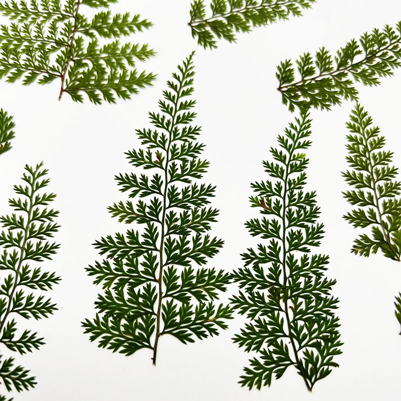 100 szt. Naturalnych okazów li – Resin Craft Ideas recenzja i cena